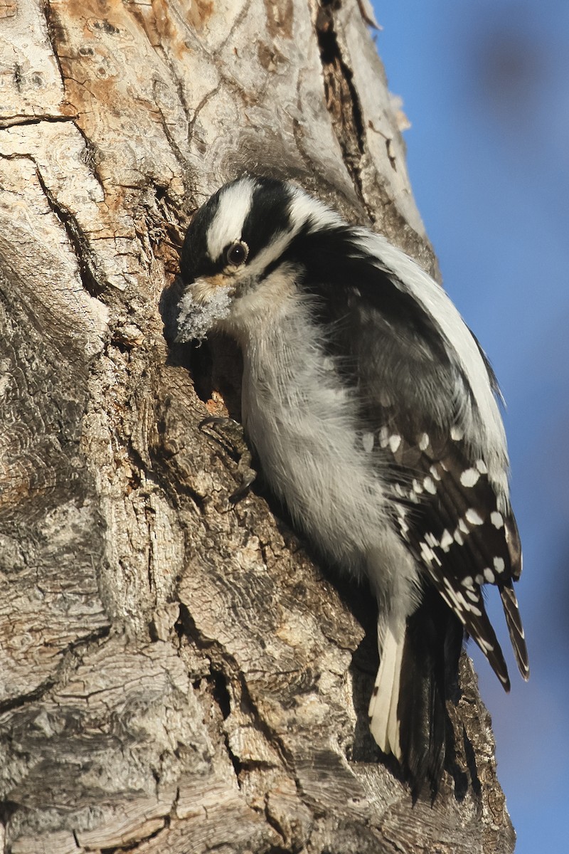 Downy Woodpecker - ML646622182