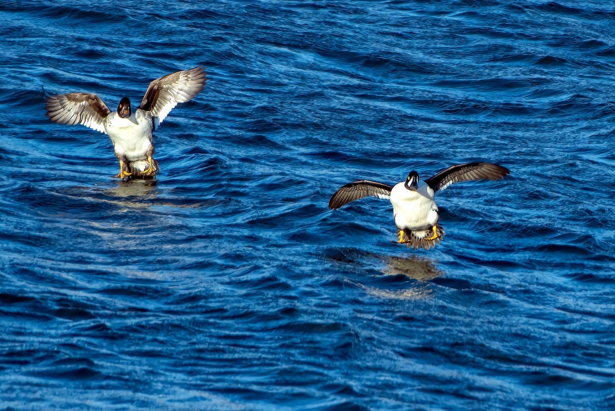 キタホオジロガモ - ML646622183