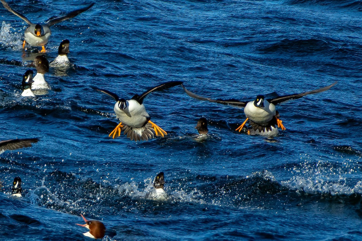 キタホオジロガモ - ML646622184