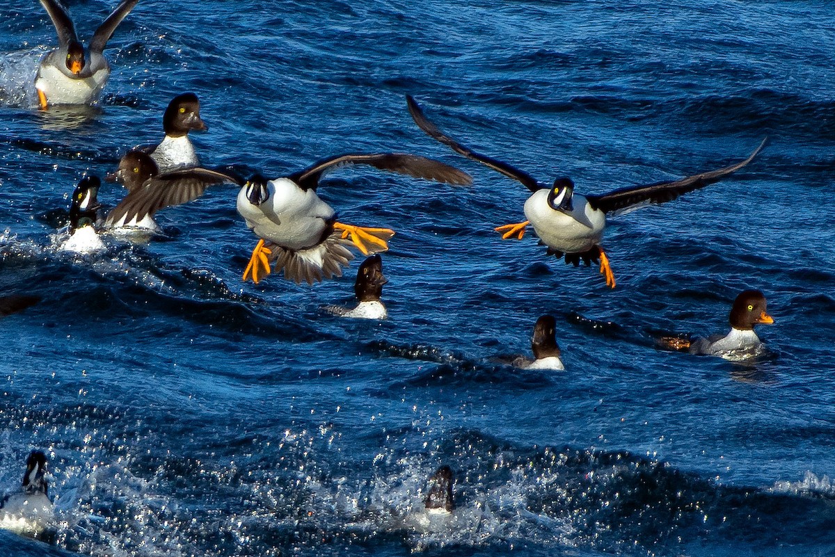 キタホオジロガモ - ML646622185