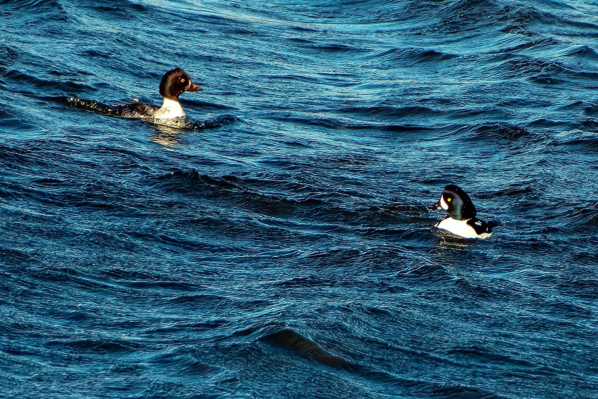 キタホオジロガモ - ML646622186