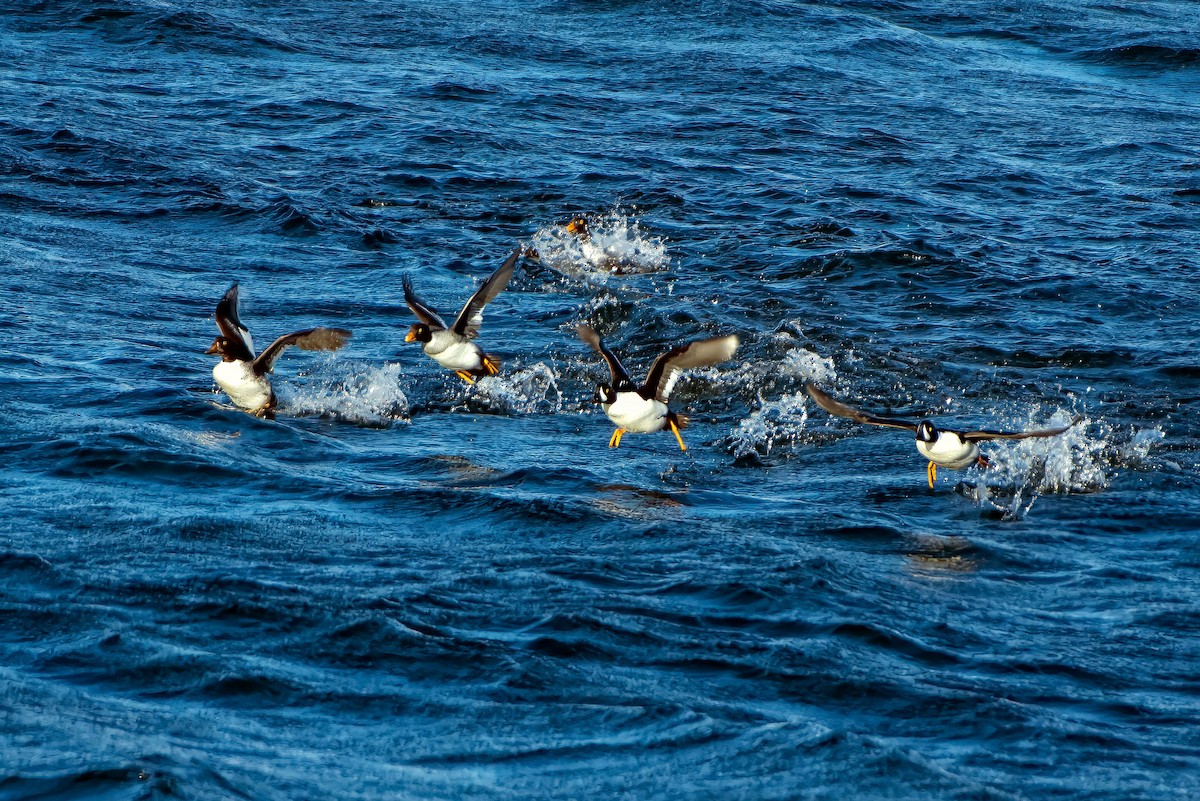 キタホオジロガモ - ML646622187