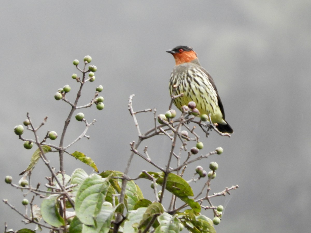 Chestnut-crested Cotinga - ML646622188