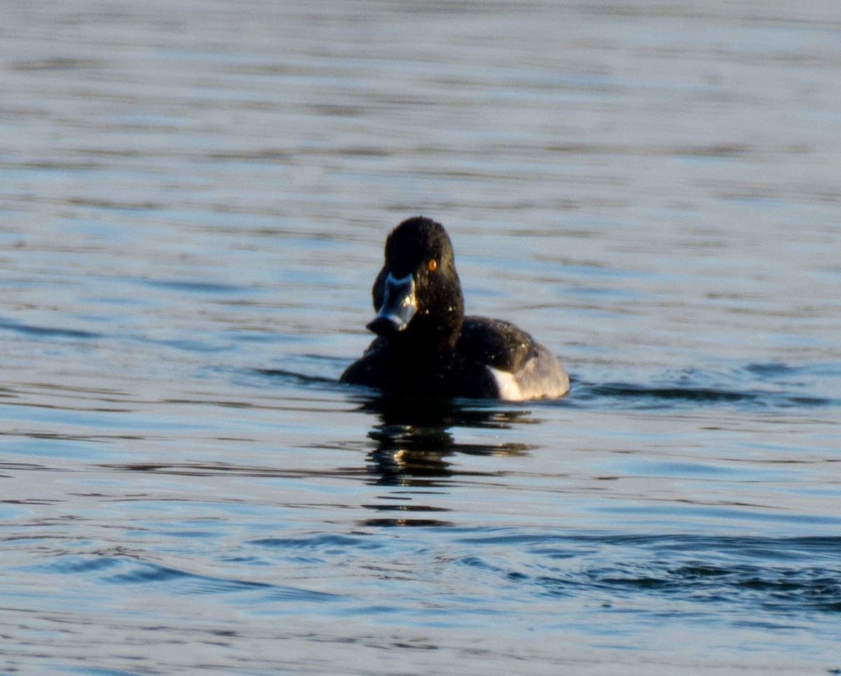 Ring-necked Duck - ML646622190