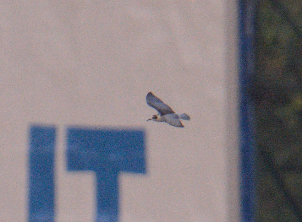 White-winged Tern - ML646622191