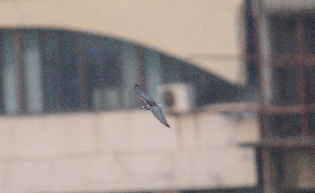 White-winged Tern - ML646622192