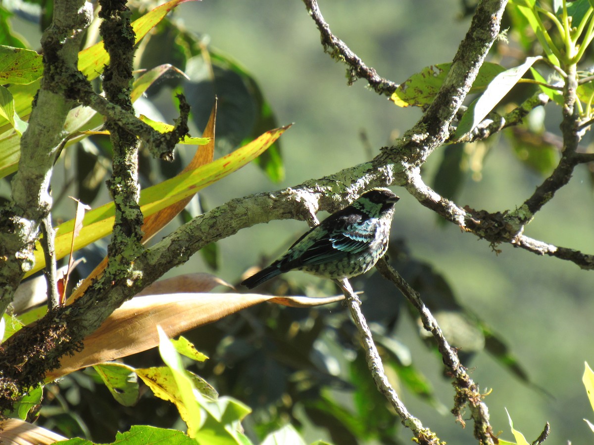 Beryl-spangled Tanager - ML646622193