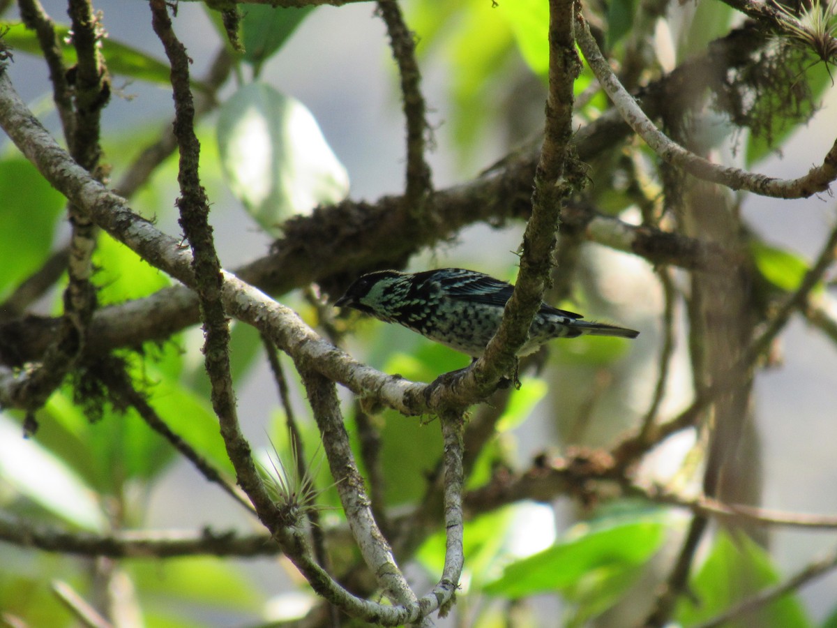 Beryl-spangled Tanager - ML646622194
