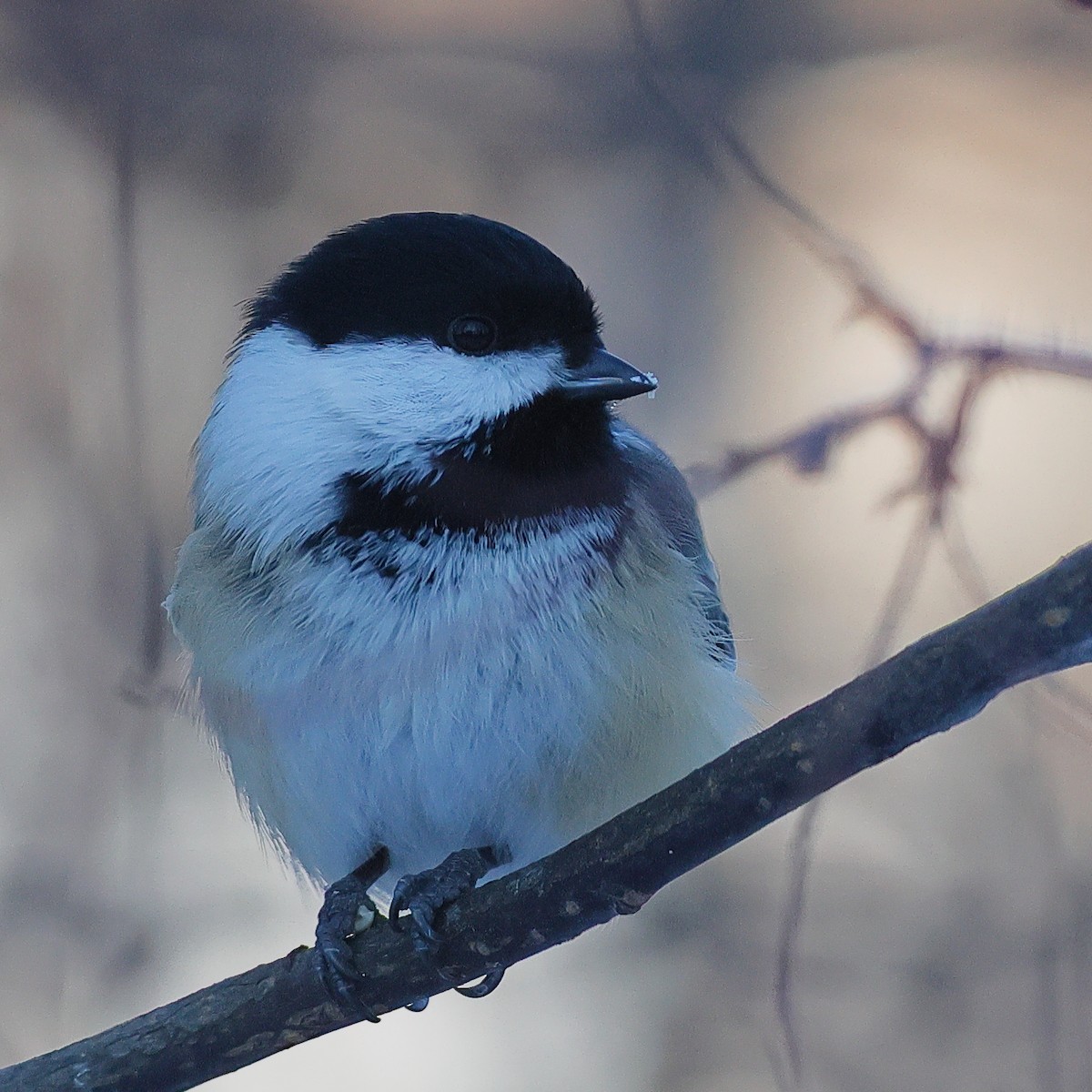 Black-capped Chickadee - ML646622197