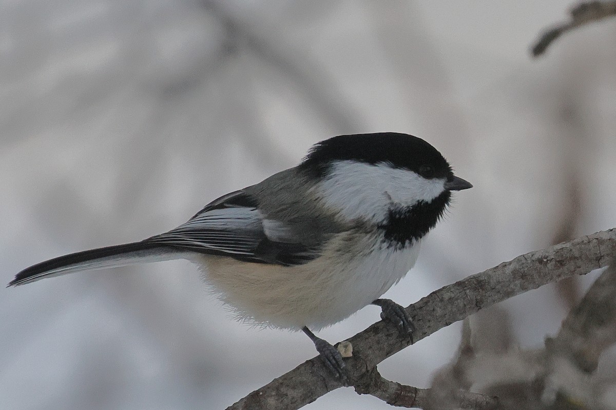 Black-capped Chickadee - ML646622198