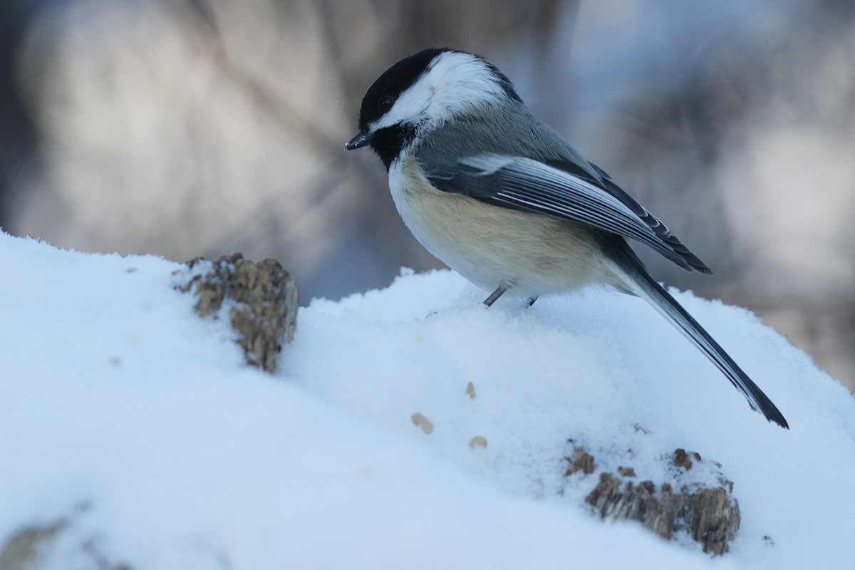 Black-capped Chickadee - ML646622199