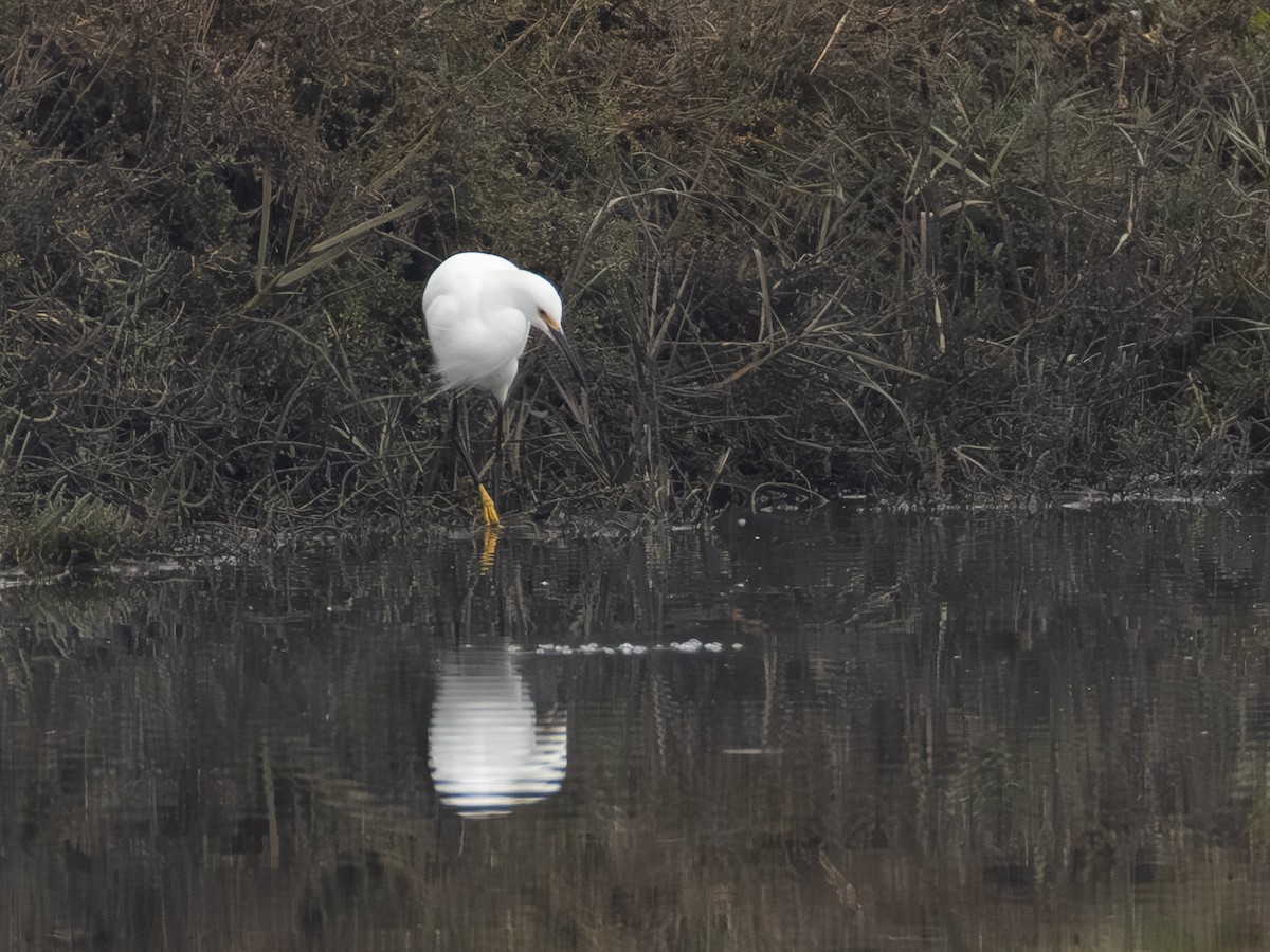 Snowy Egret - ML646622207