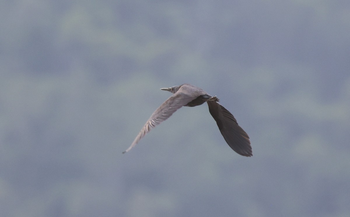 Black Bittern - ML646622208