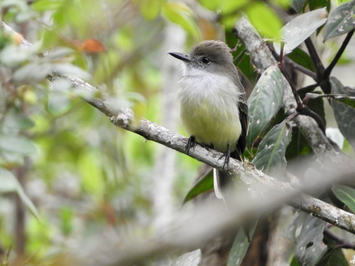 Pale-edged Flycatcher - ML646622210