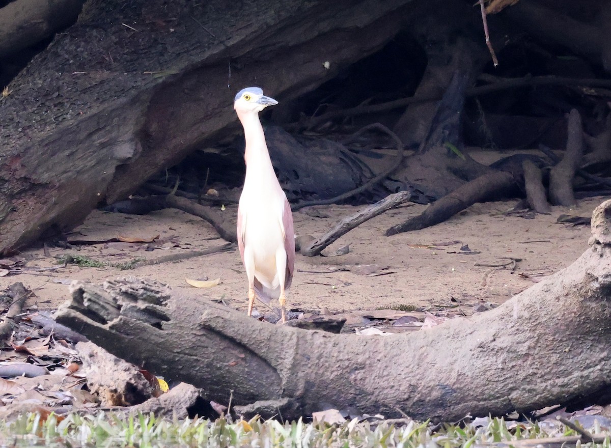 Nankeen Night Heron - ML646622212