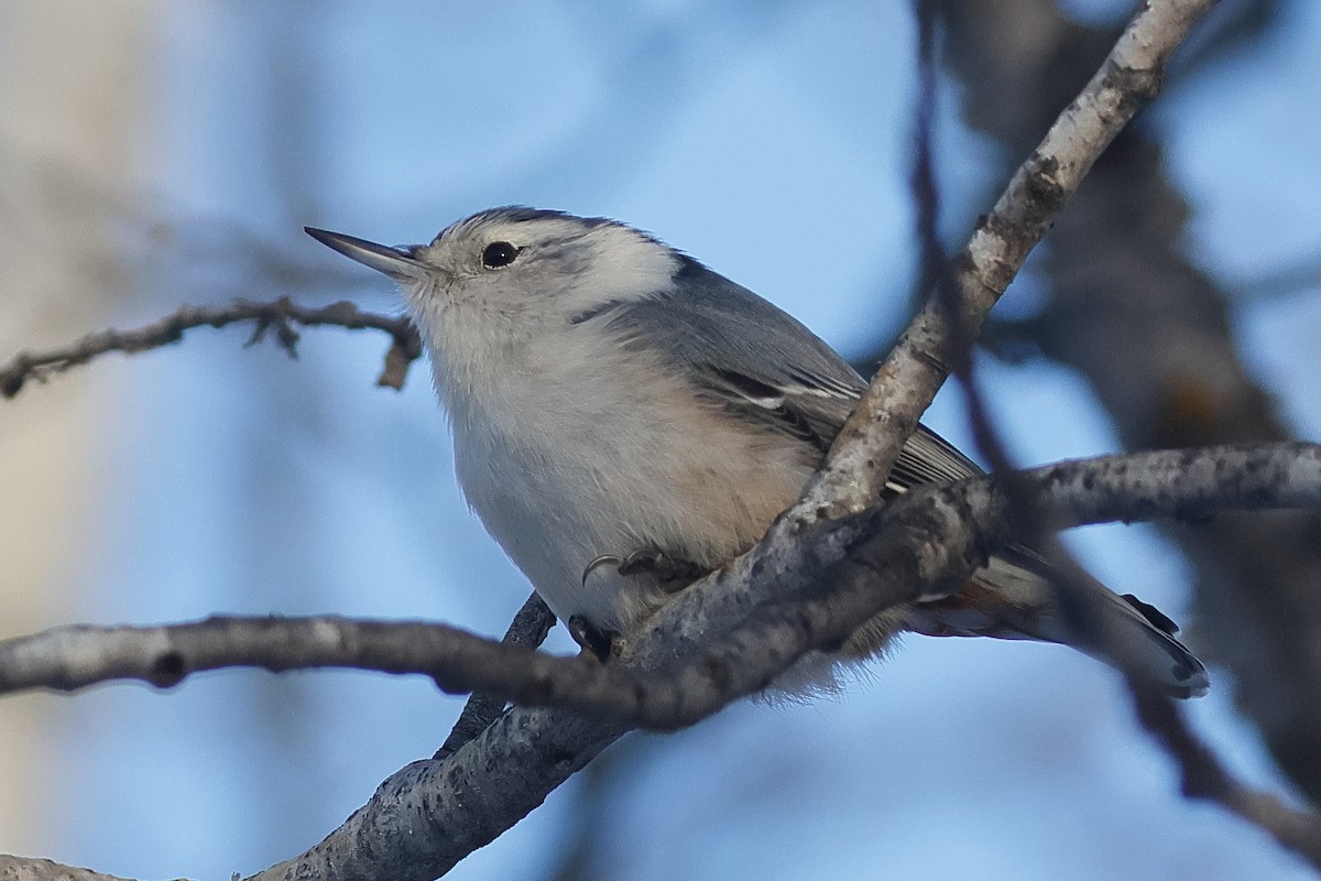 Weißbrustkleiber - ML646622213