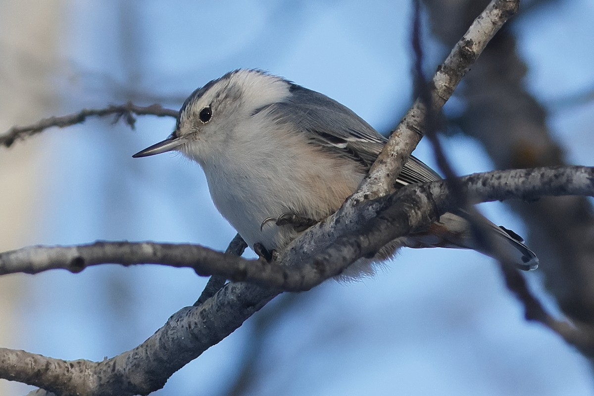 Weißbrustkleiber - ML646622214