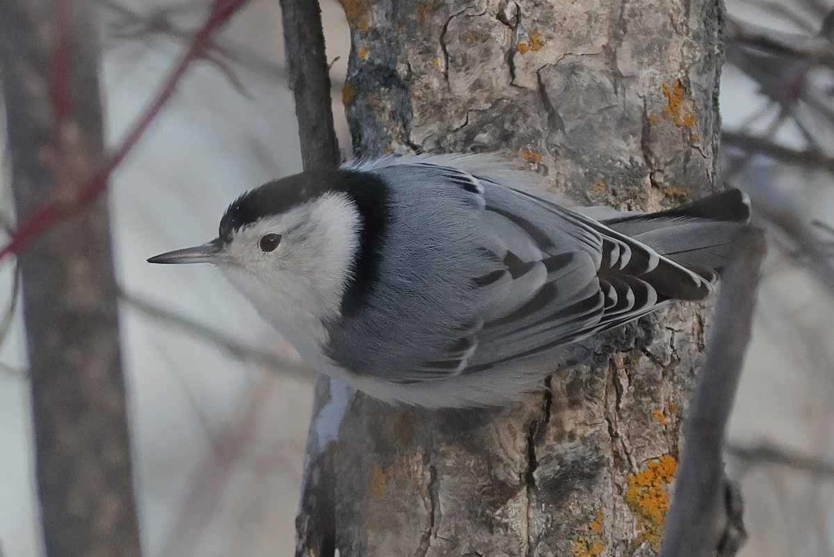 Weißbrustkleiber - ML646622215