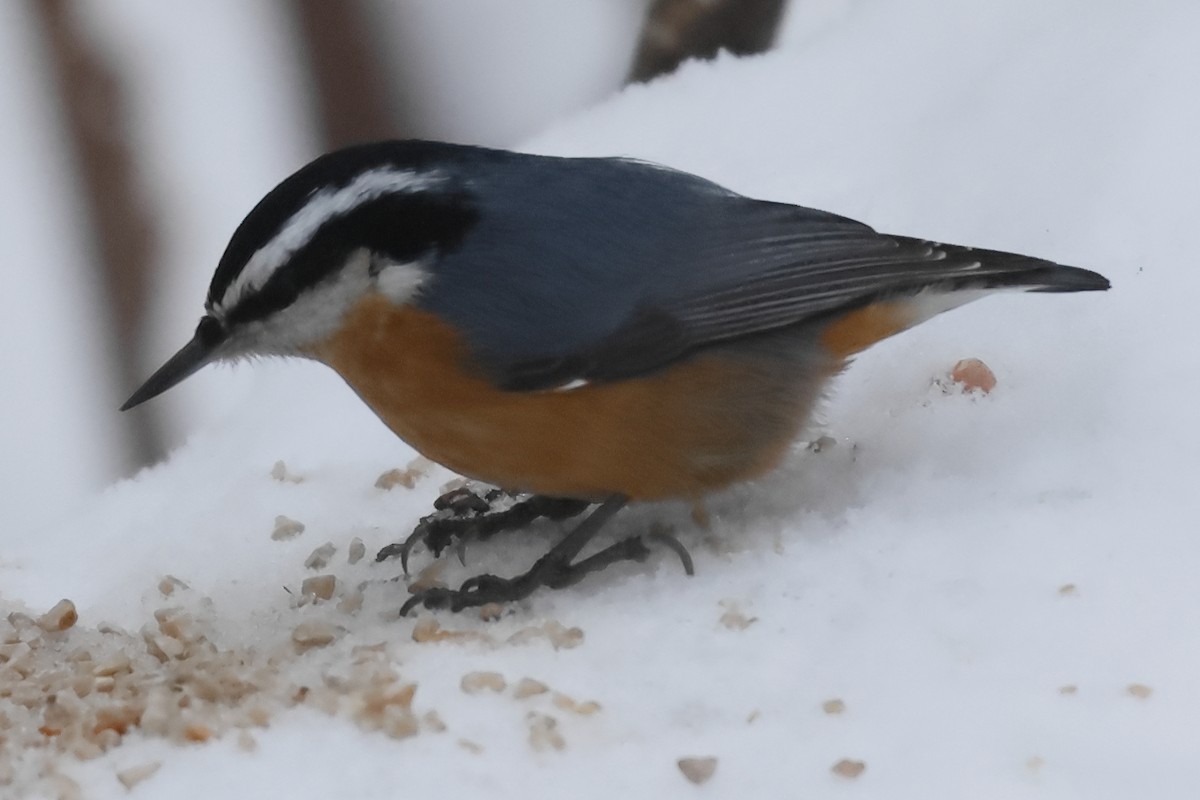 Red-breasted Nuthatch - ML646622216