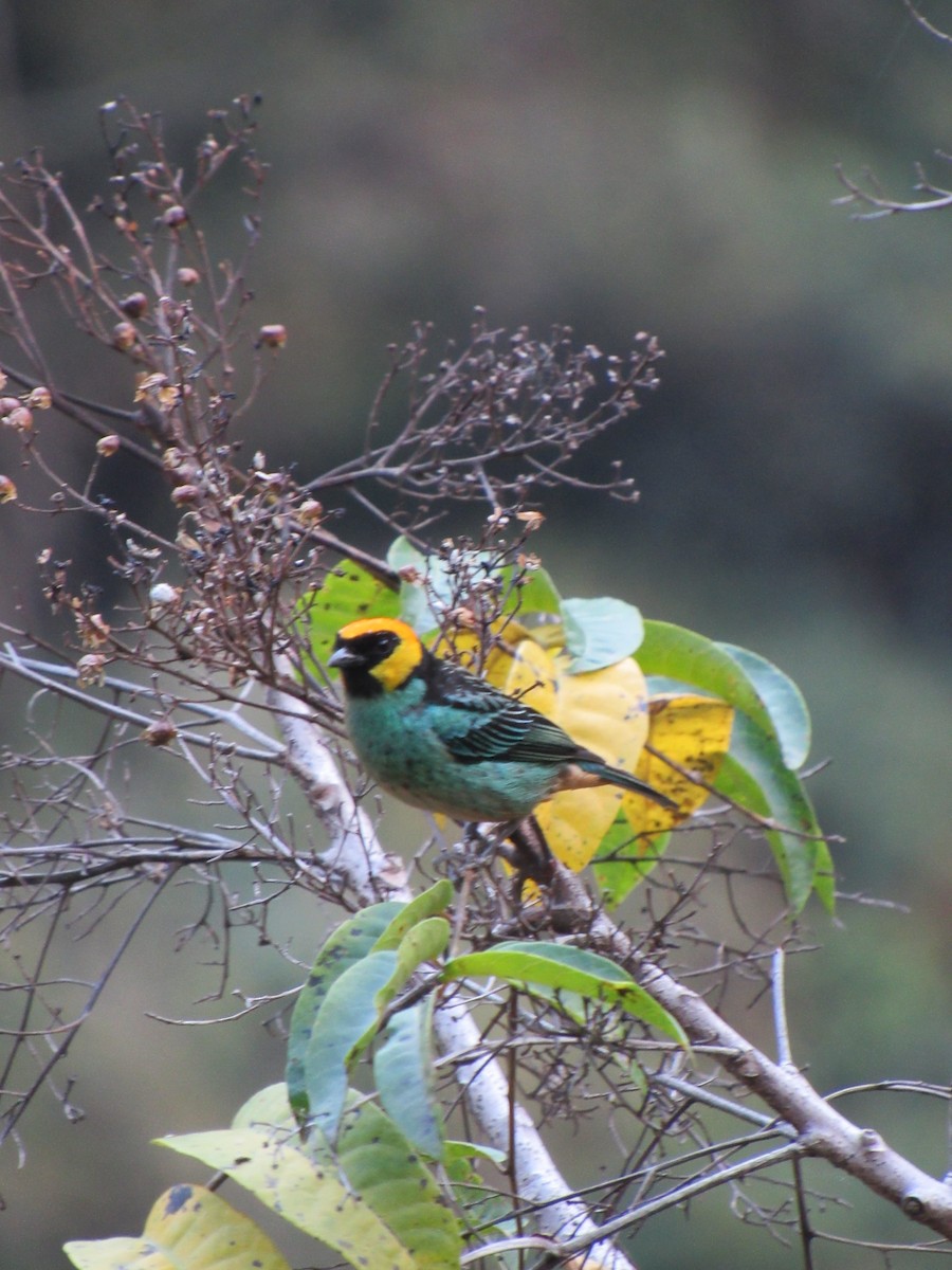 Saffron-crowned Tanager - ML646622217