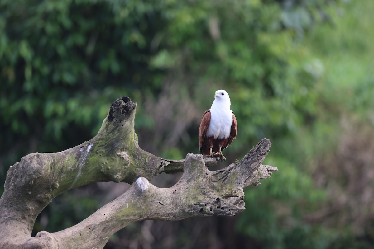 Brahminy Kite - ML646622218