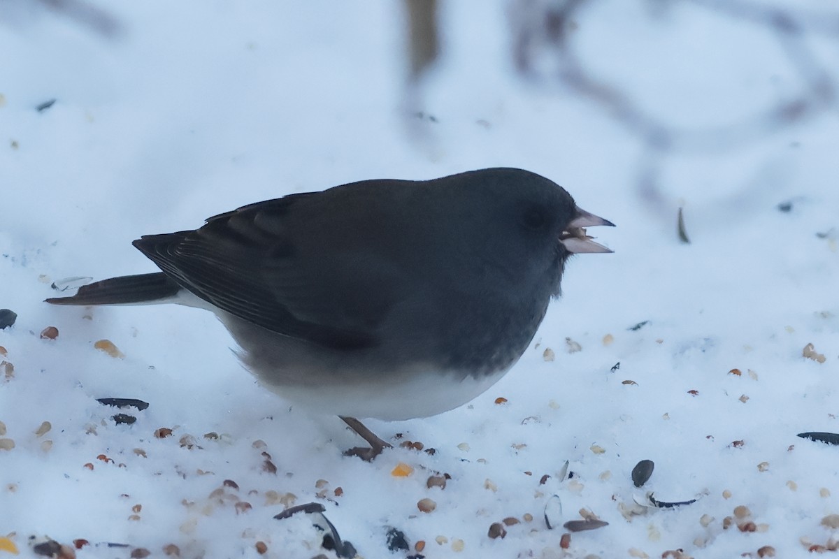 strnadec zimní - ML646622219