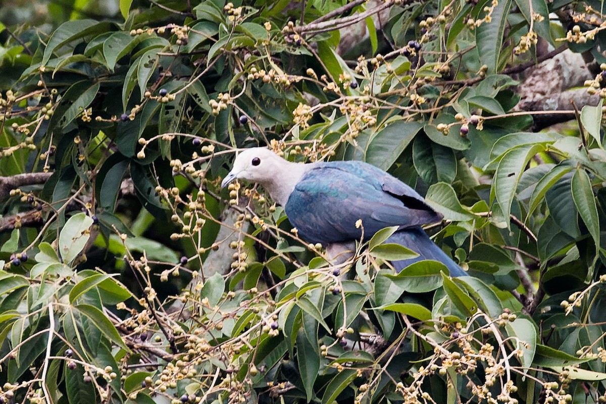 Green Imperial-Pigeon - ML646622220