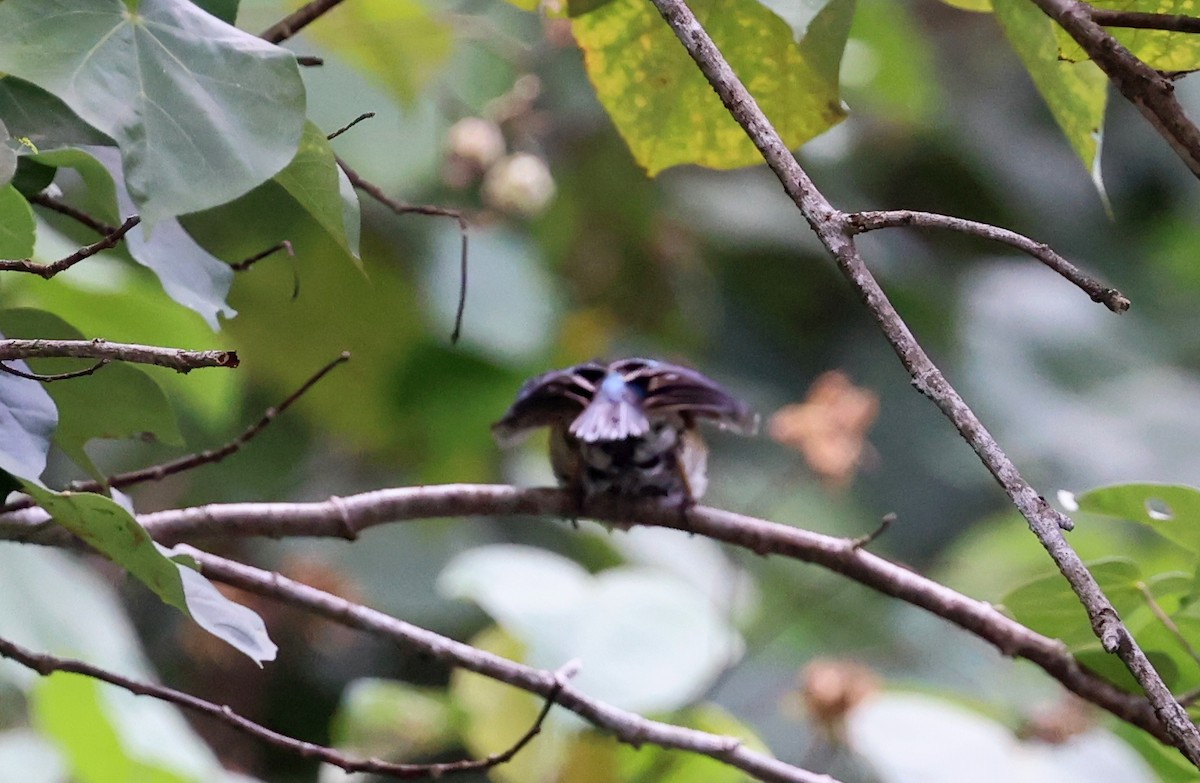 Azure Kingfisher - ML646622222