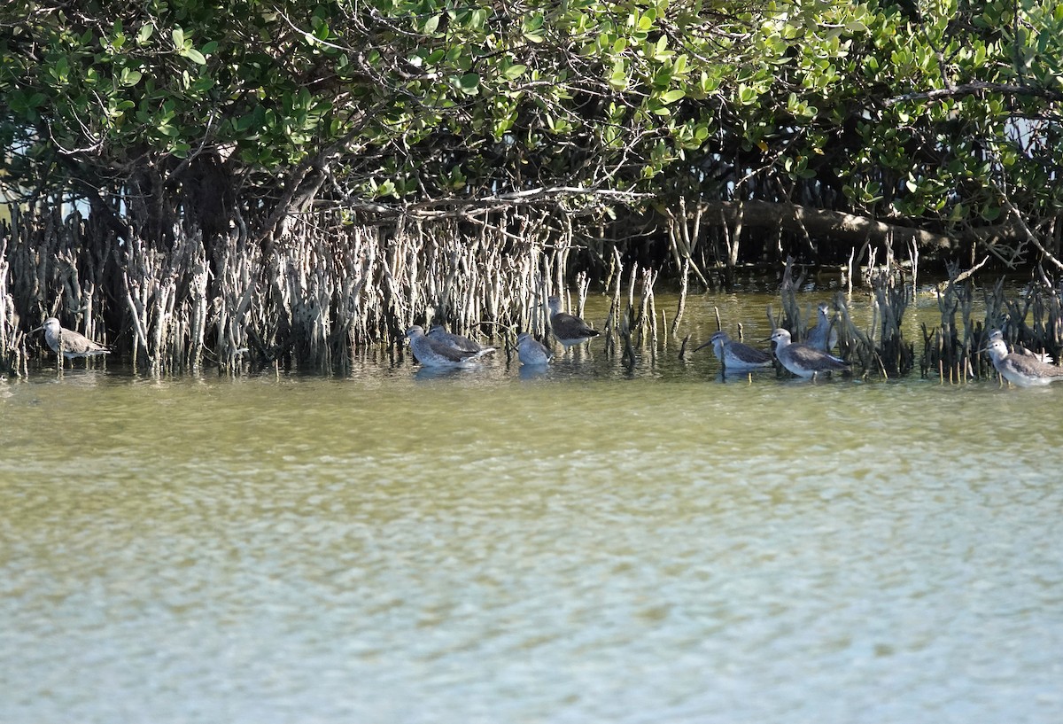 Lesser Yellowlegs - ML646622223
