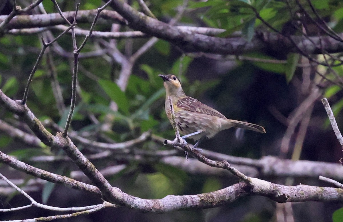 Macleay's Honeyeater - ML646622224