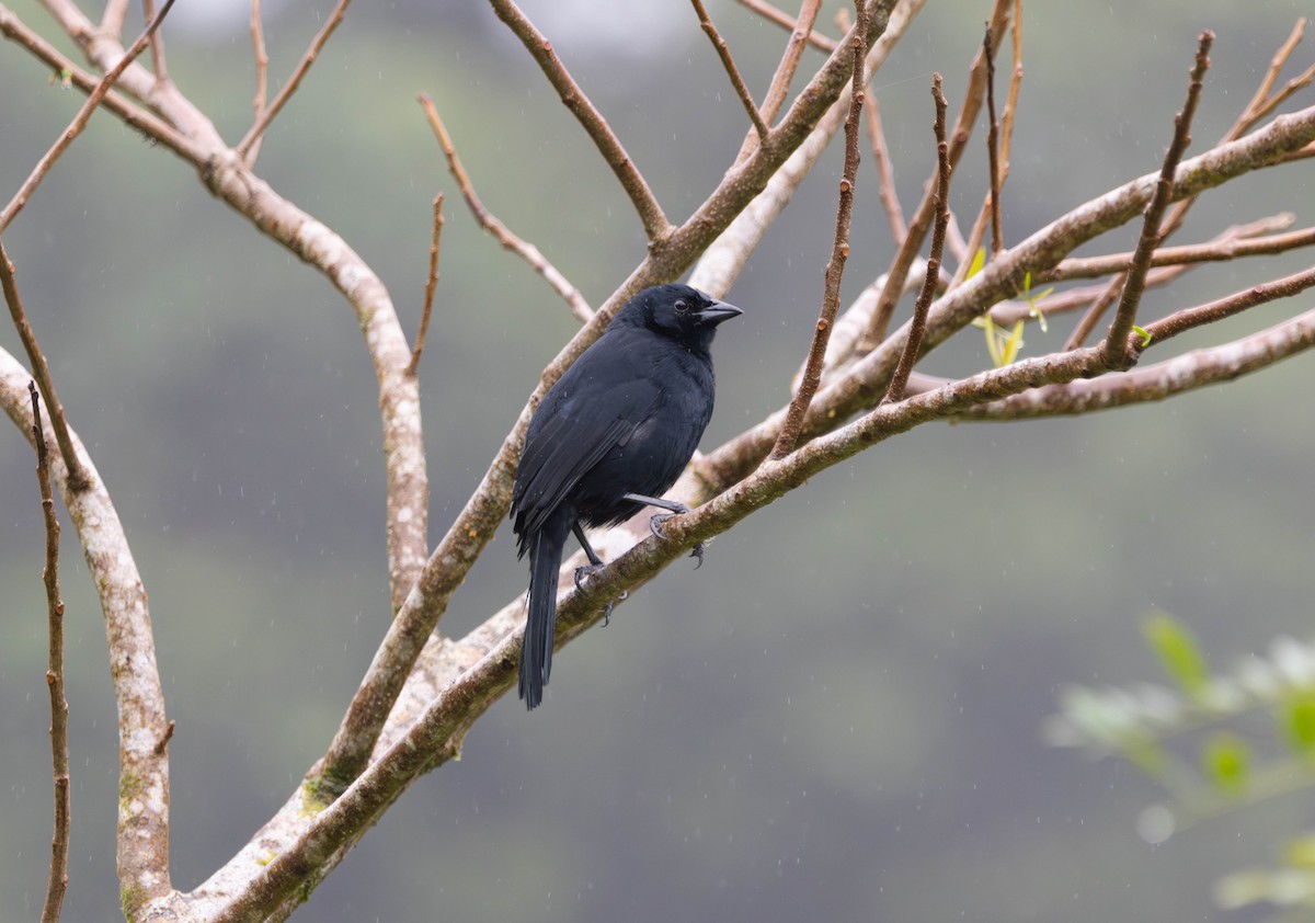 Melodious Blackbird - ML646622225