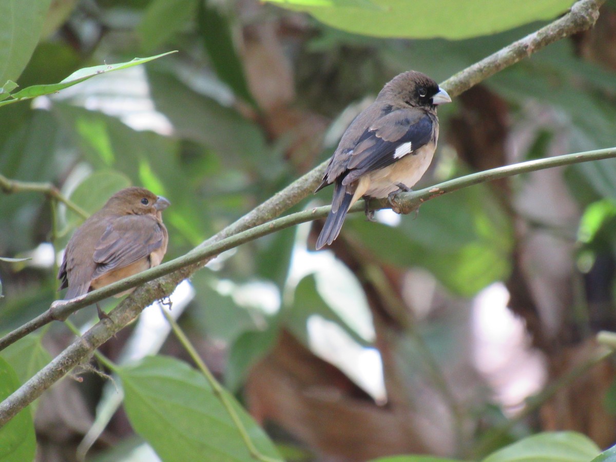Black-and-white Seedeater - ML646622226
