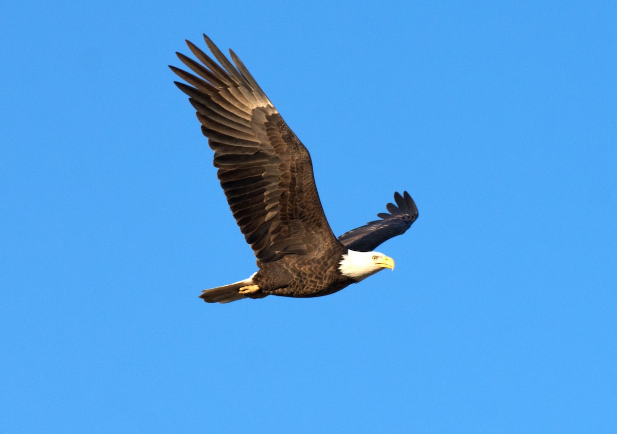 ハクトウワシ - ML646622227