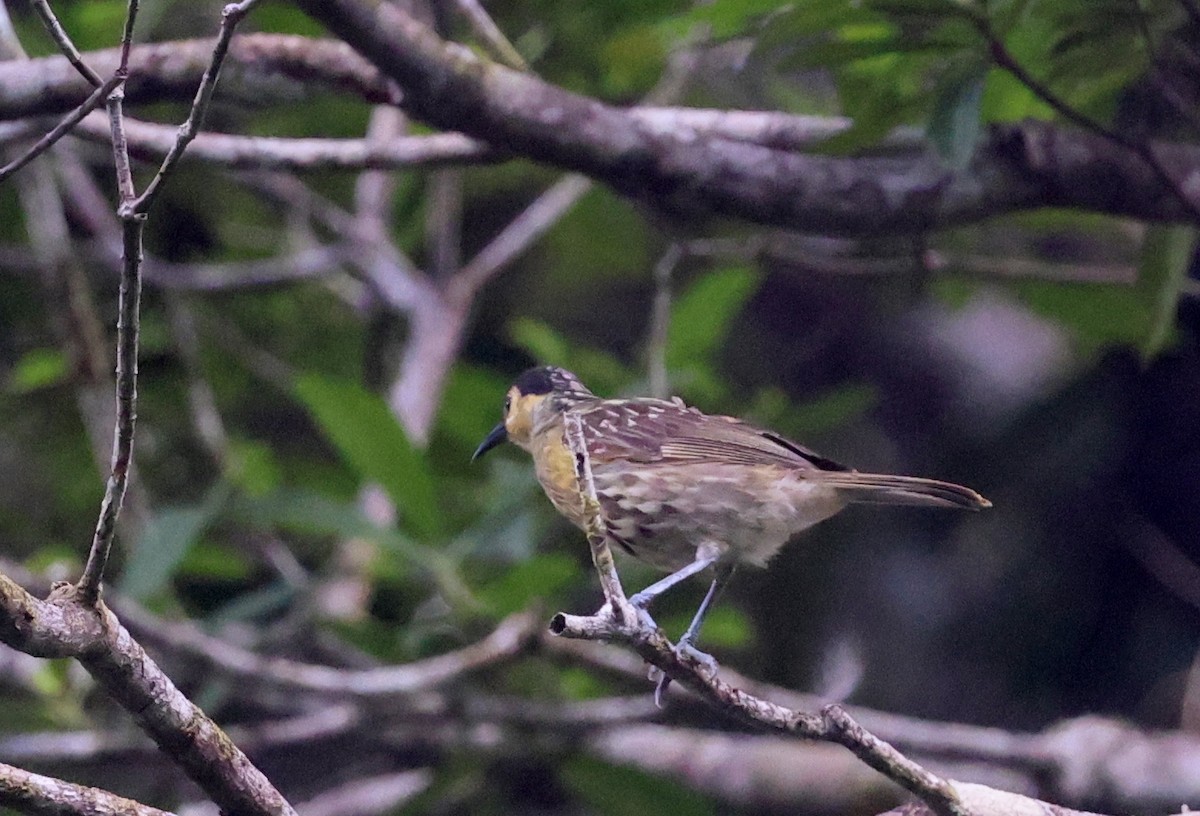 Macleay's Honeyeater - ML646622228
