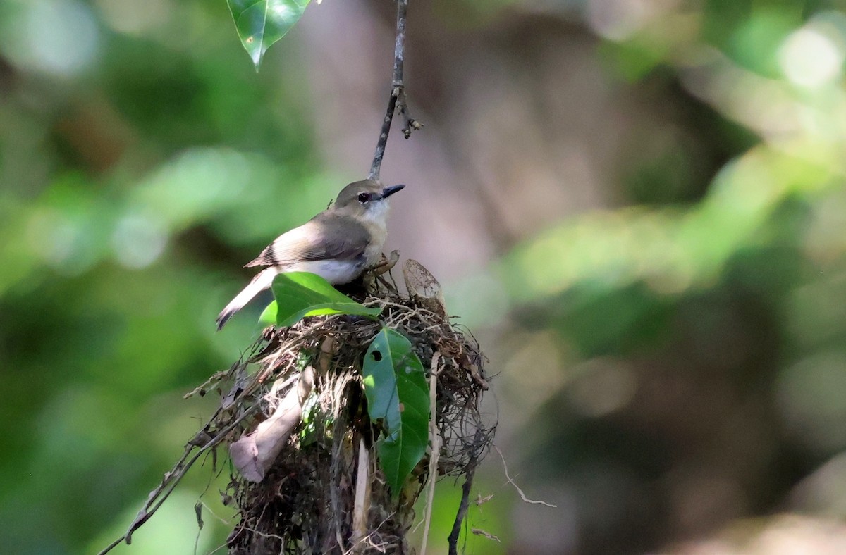 Large-billed Gerygone - ML646622230