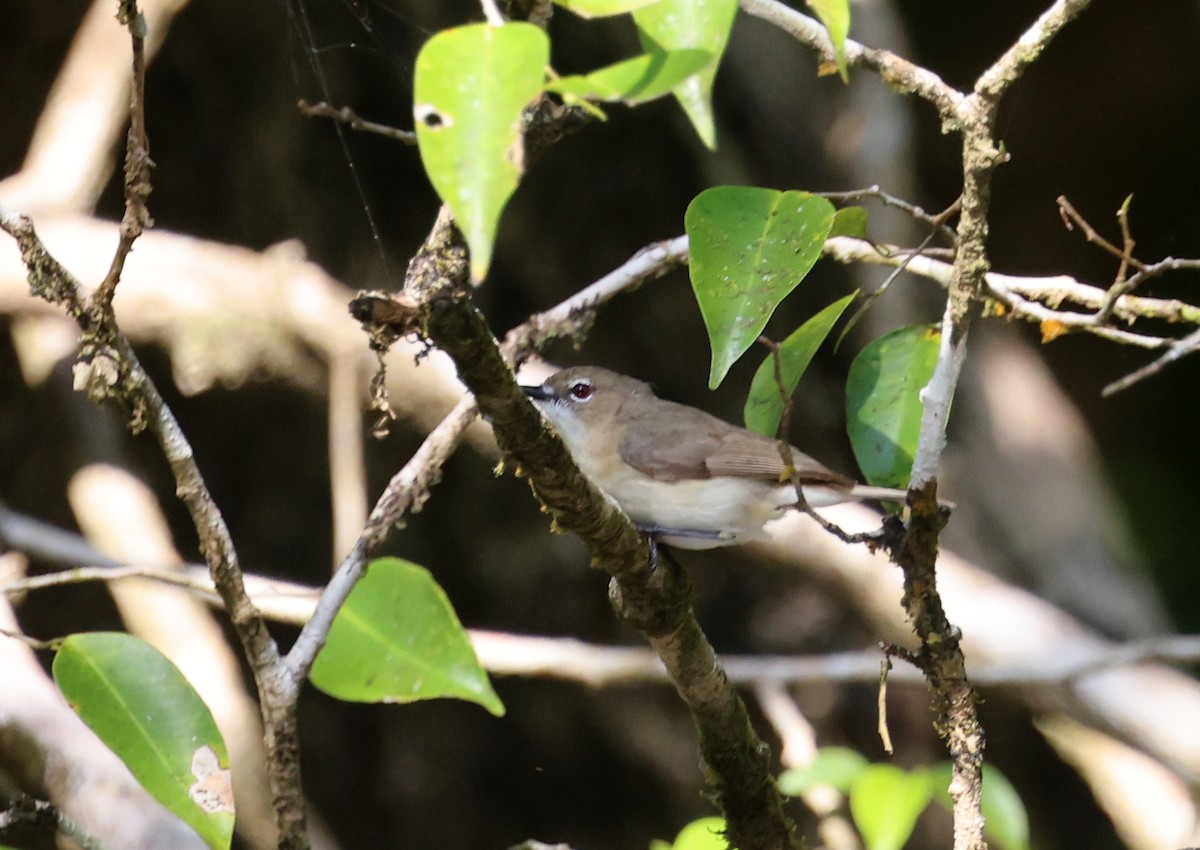 Large-billed Gerygone - ML646622231