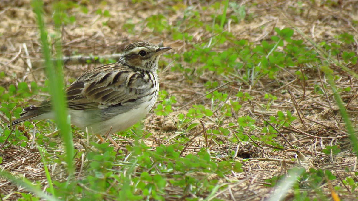 Wood Lark - ML646622232