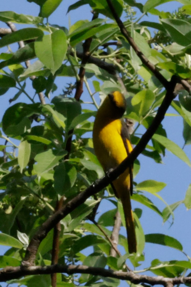 Scarlet Minivet - ML646622234