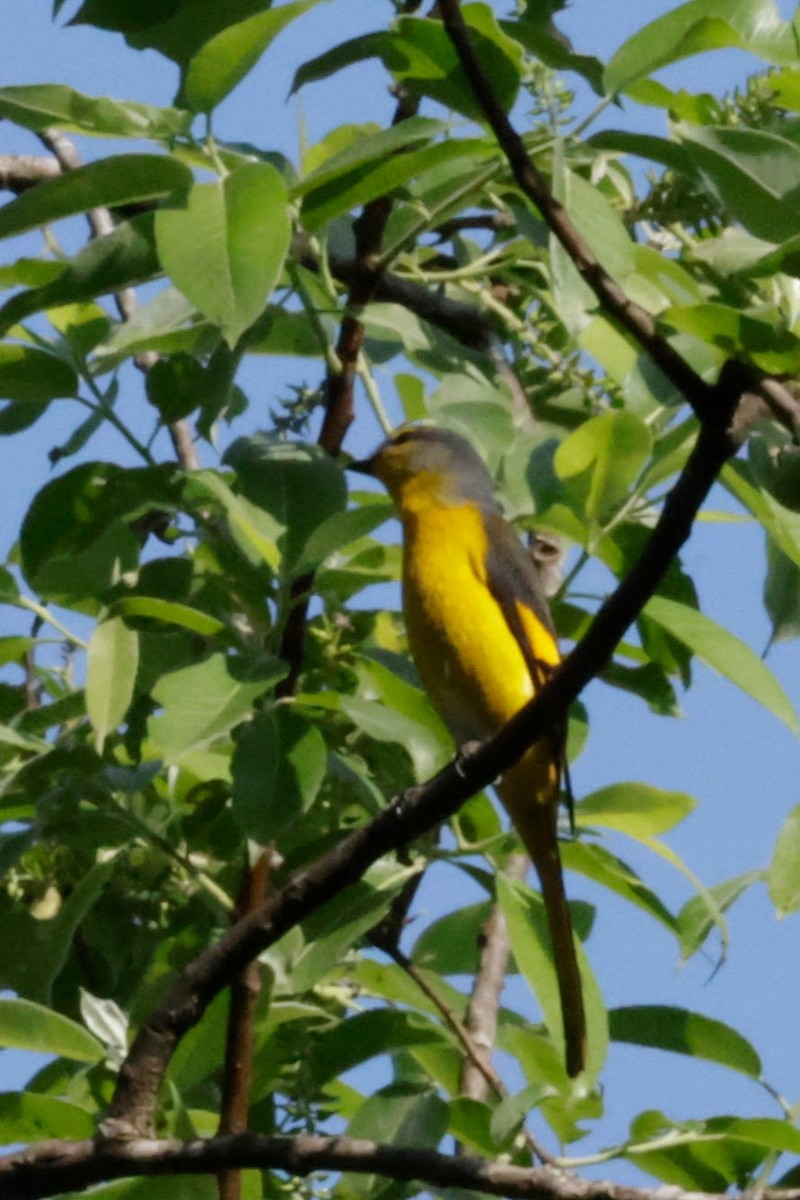 Scarlet Minivet - ML646622235