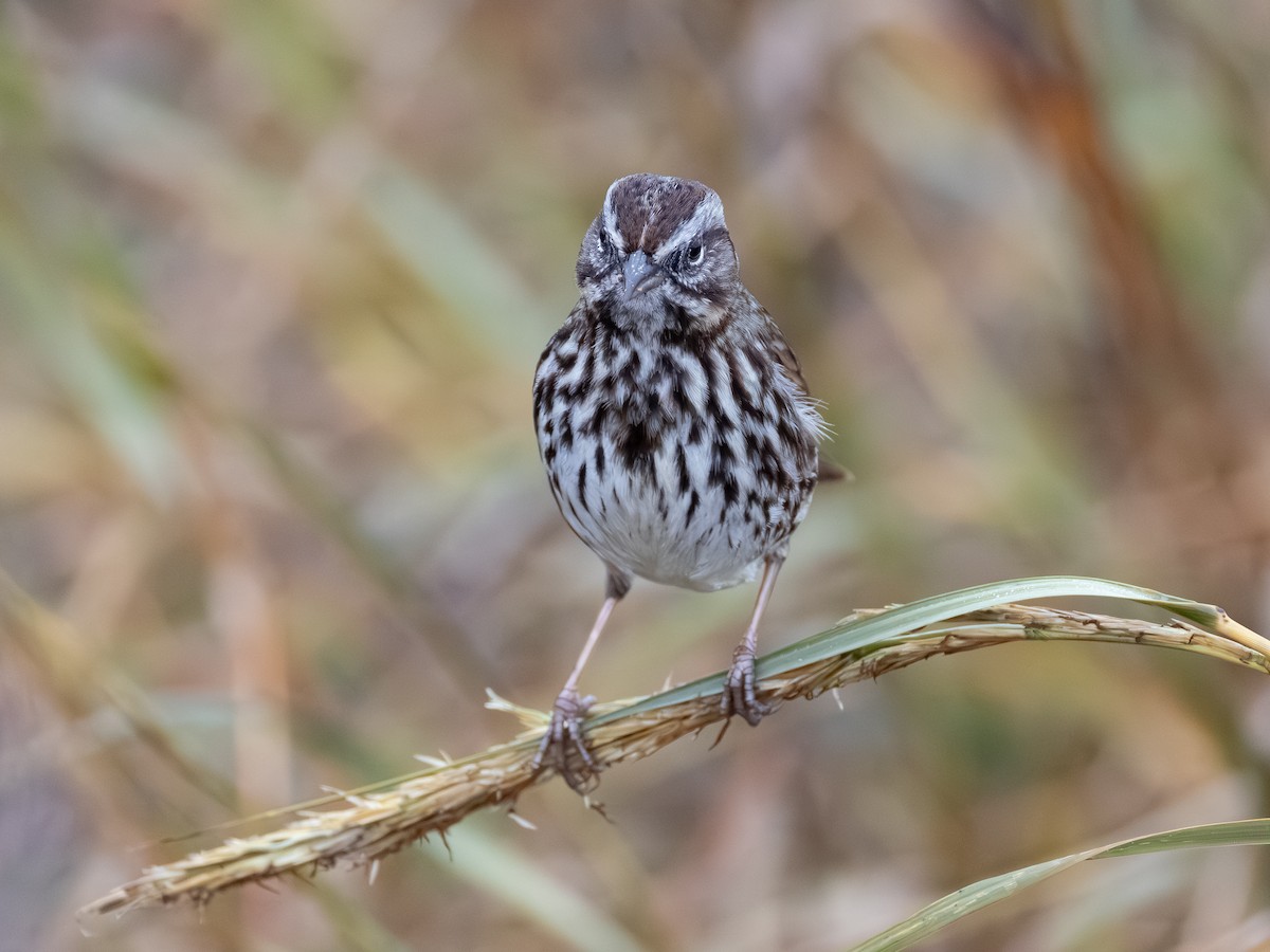 Song Sparrow - ML646622237