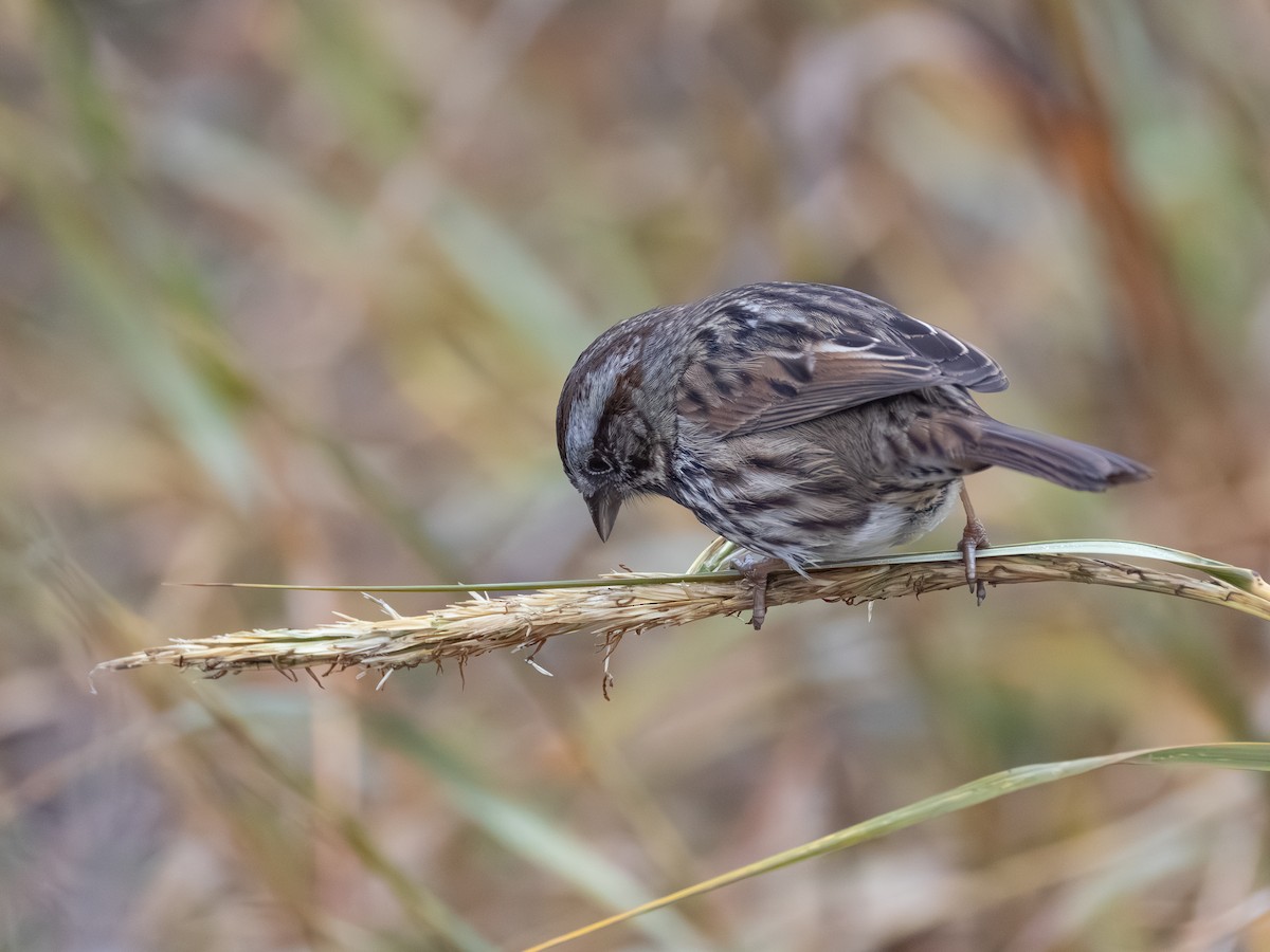 Song Sparrow - ML646622238