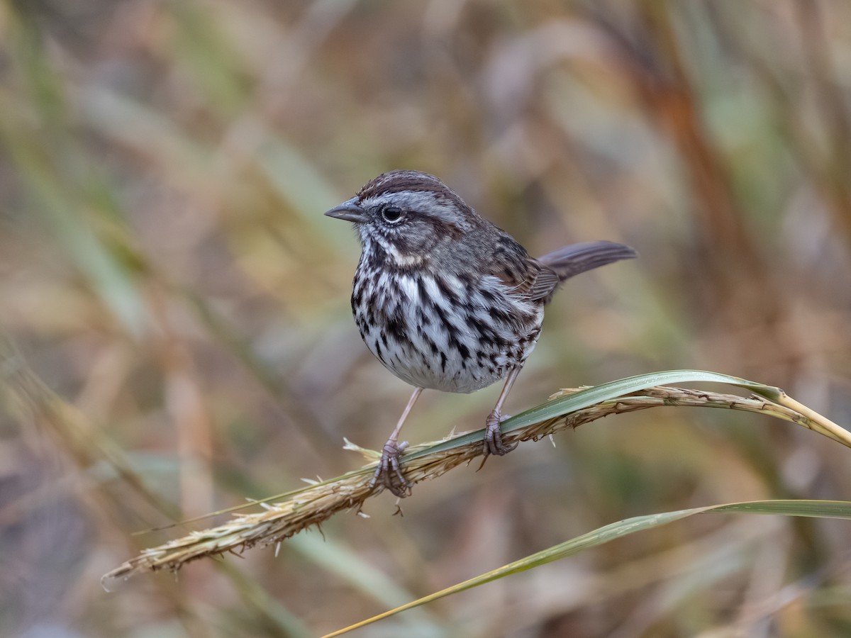 Song Sparrow - ML646622239