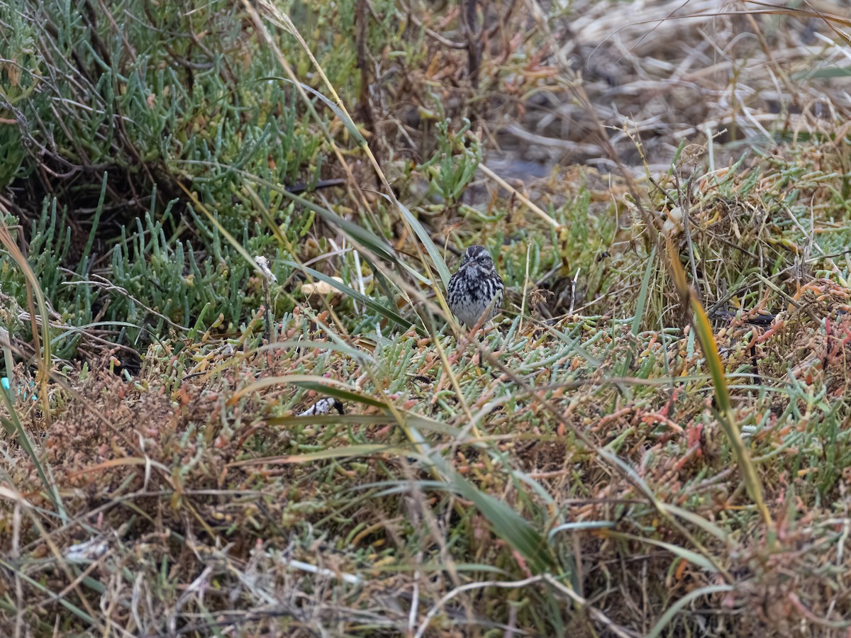 Song Sparrow - ML646622240