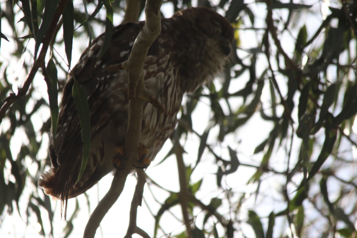 Barking Owl - ML646622241