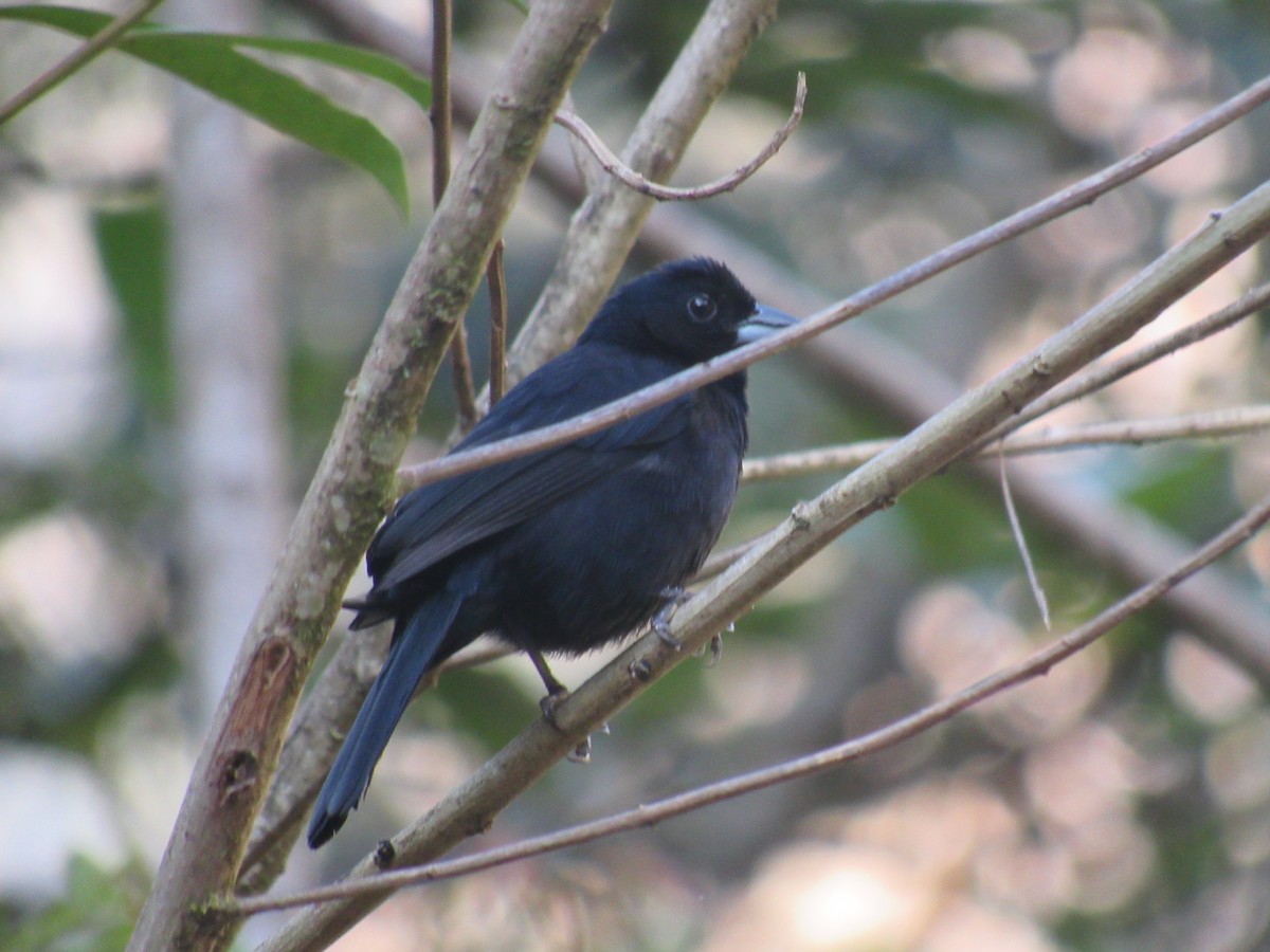 White-lined Tanager - ML646622242