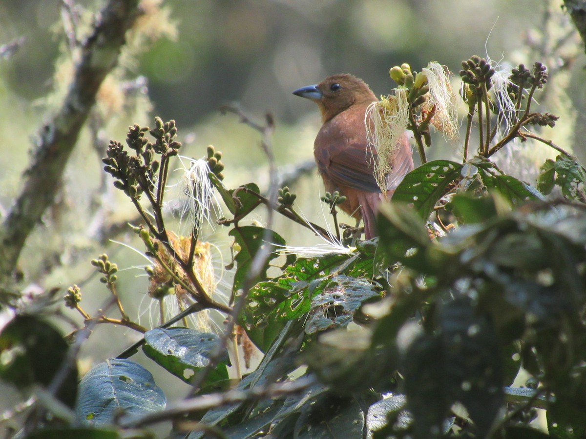 White-lined Tanager - ML646622243