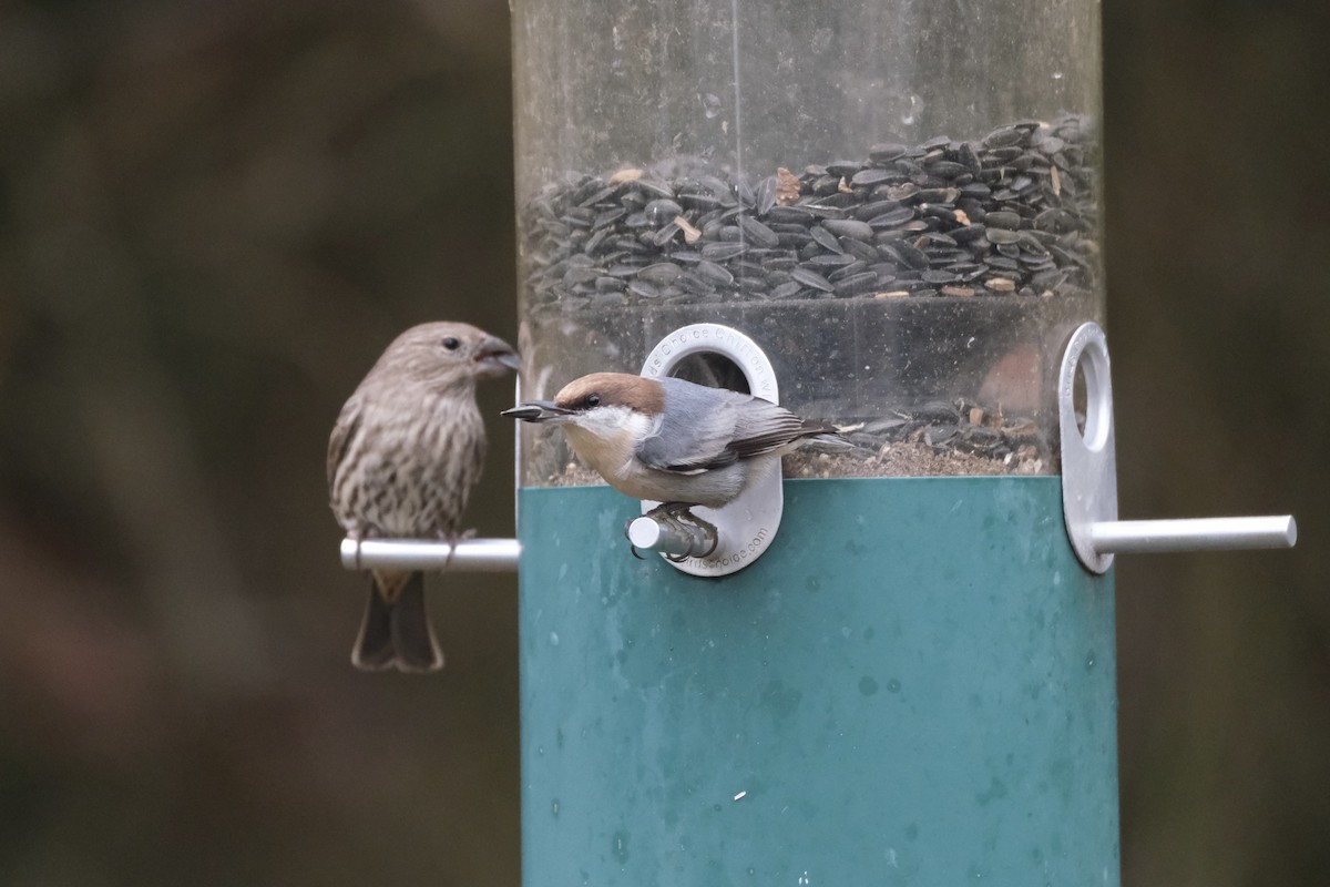 Буроголовый поползень - ML646622244