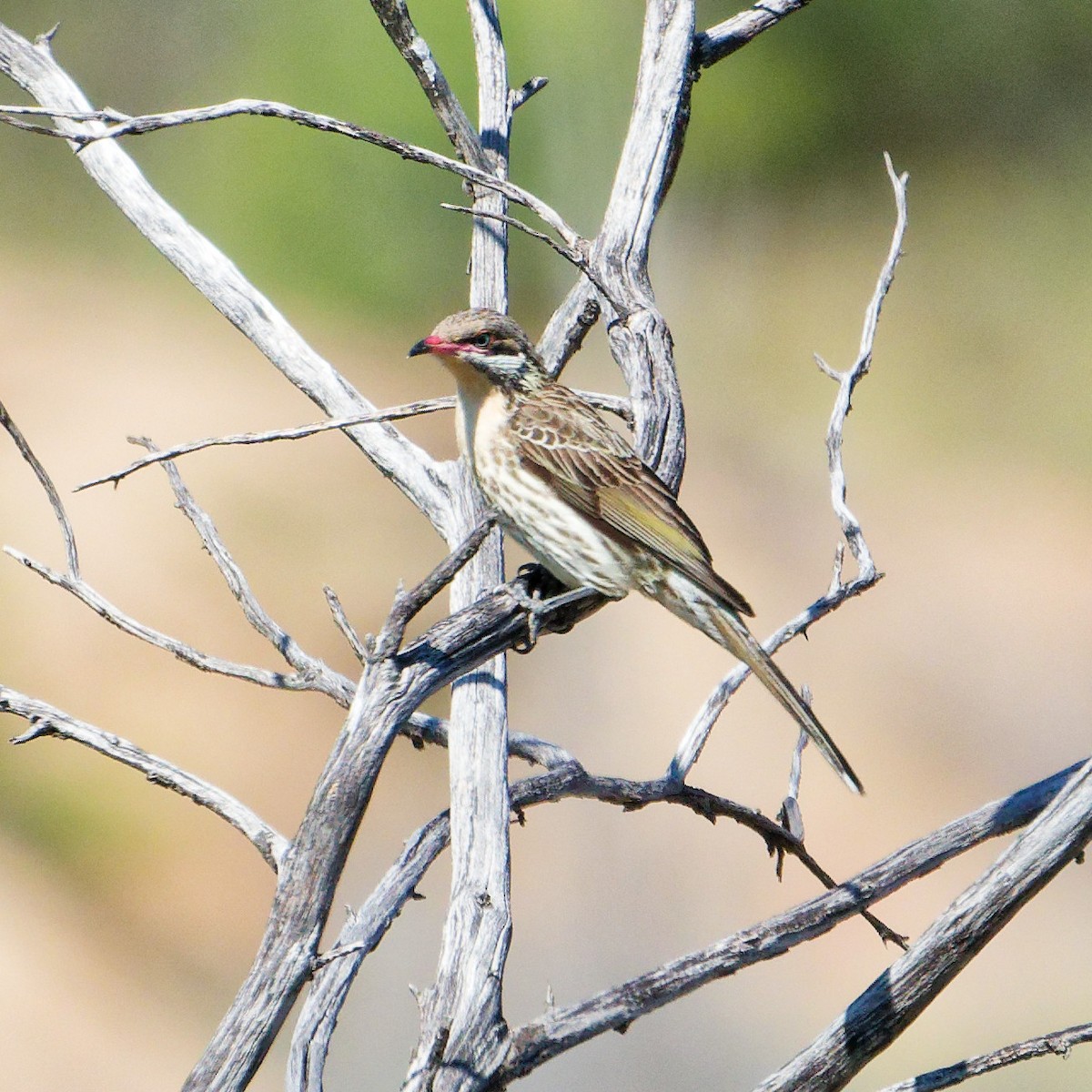 Diken Yanaklı Balkuşu - ML646622245