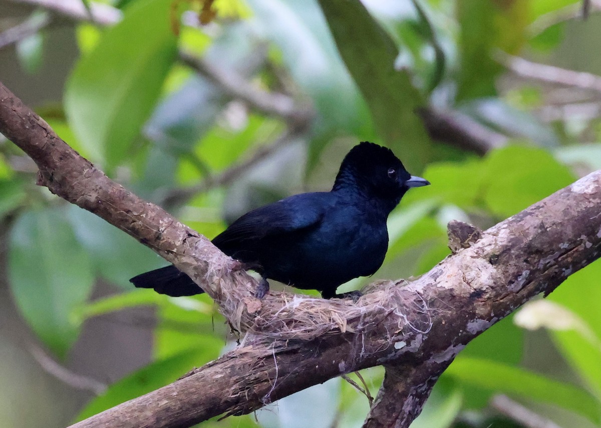 Shining Flycatcher - ML646622255