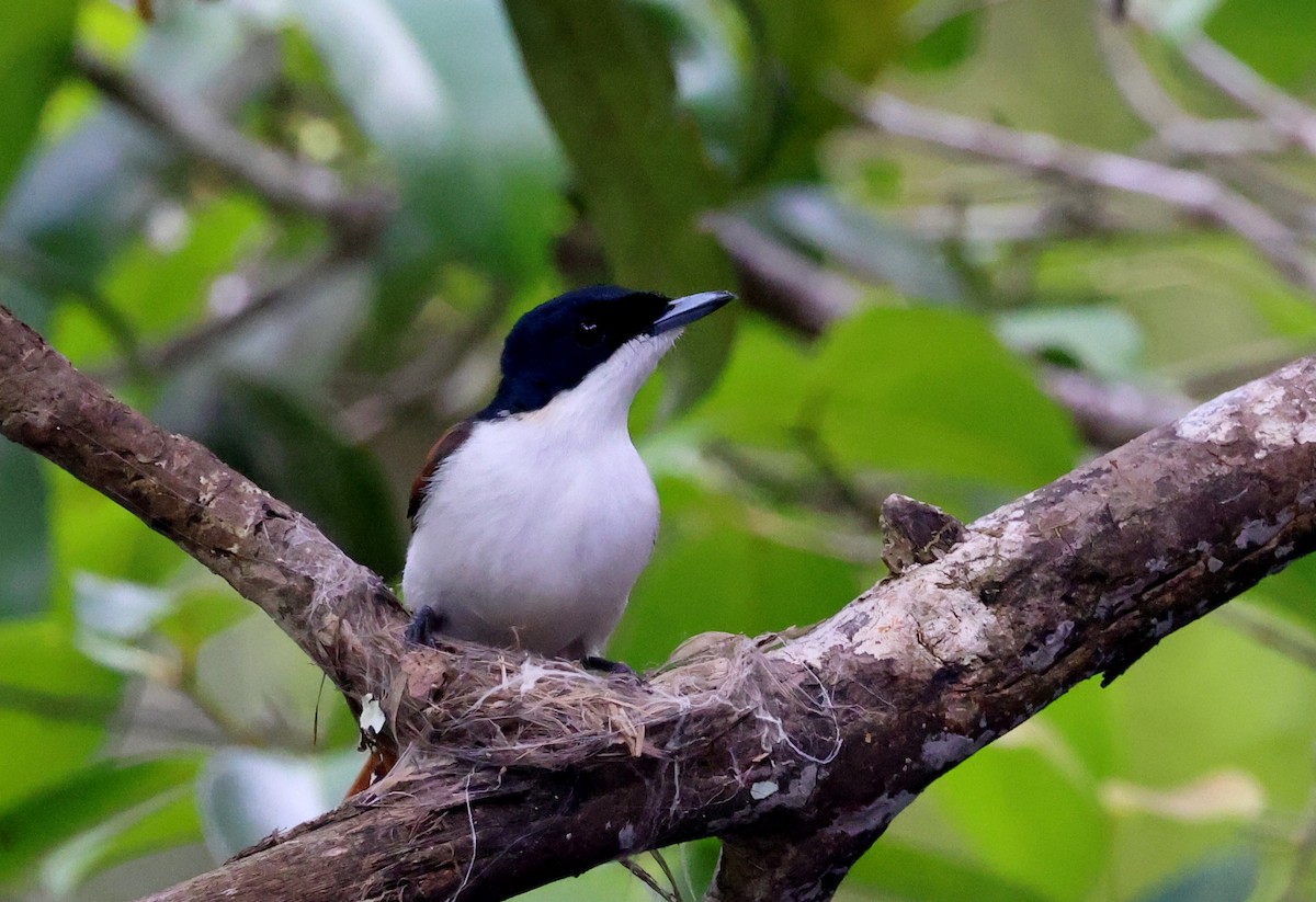 Shining Flycatcher - ML646622256